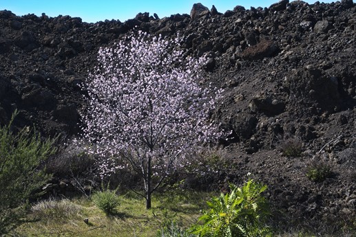 3 feb 2021 Fioritura mandorli